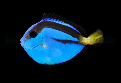 Paracanthurus Hepatus - Allevato Europa M