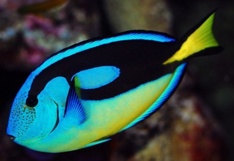 Paracanthurus Hepatus (Yellow Belly) Ml