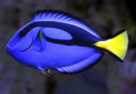 Paracanthurus Hepatus Ml