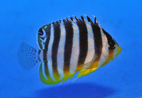 Paracentropyge Multifasciata - Allevato Europa S