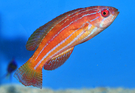 Paracheilinus Attenuatus (Female) M