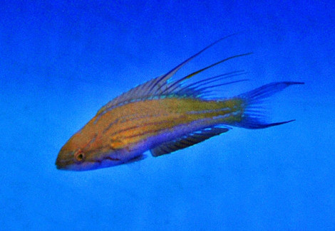 Paracheilinus Filamentosus M