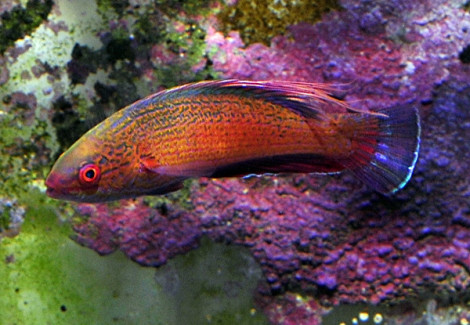 Paracheilinus Lineopunctatus M