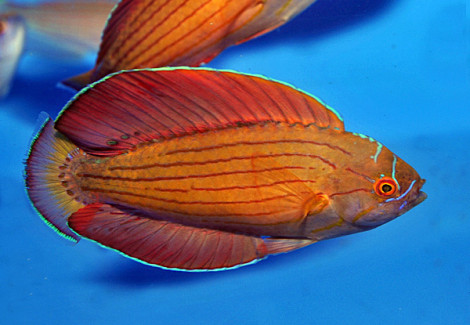 Paracheilinus Octotaenia Ml