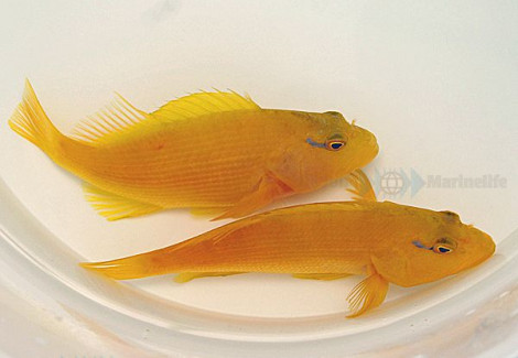 Paracirrhites Xanthus M