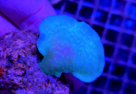 Pavona Cactus Green (Frag) M