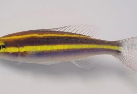 Pentapodus Emeryii S