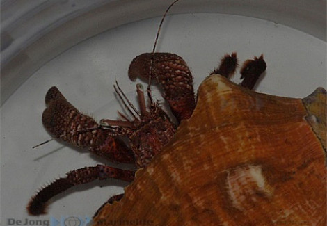 Petrochirus Diogenes Xxxxl