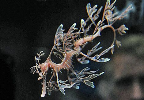 Phycodurus Eques - Allevato Europa M