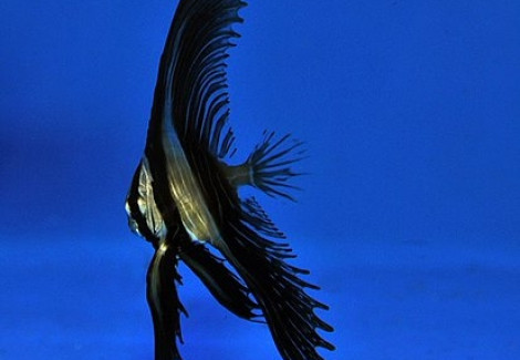 Platax Batavianus S - Allevato Europa