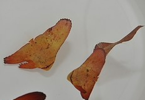 Platax Orbicularis -Allevato Europa L