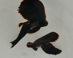 Platax Pinnatus M