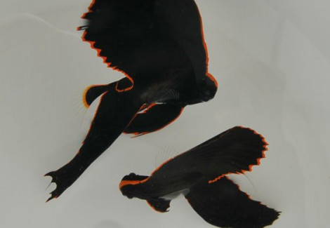 Platax Pinnatus M