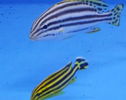 Plectorhinchus Gaterinus M