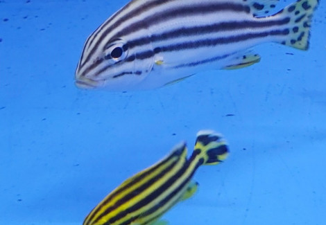 Plectorhinchus Gaterinus M