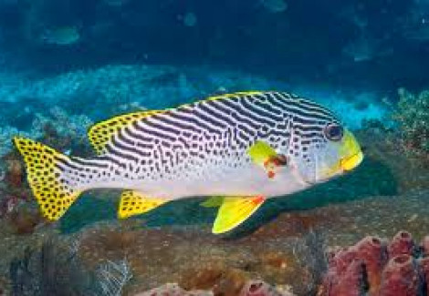 Plectorhinchus Lineatus Ml
