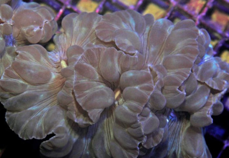 Plerogyra Turbida S