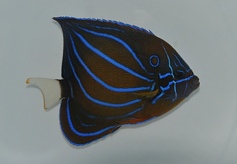 Pomacanthus Annularis (A) Xl