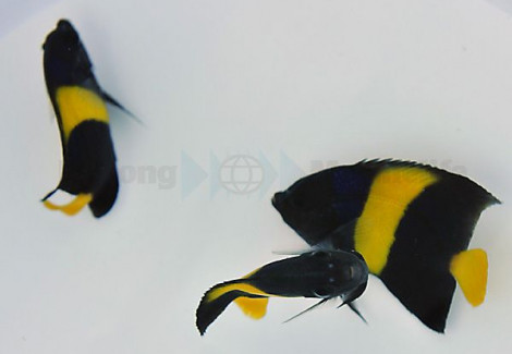 Pomacanthus Asfur - Allevato Europa  S