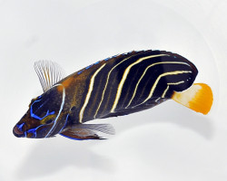 Pomacanthus Chrysurus (Adult) Ml