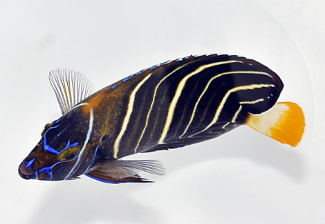 Pomacanthus Chrysurus (Adult) Ml