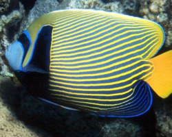 Pomacanthus Imperator (Adult) Xl