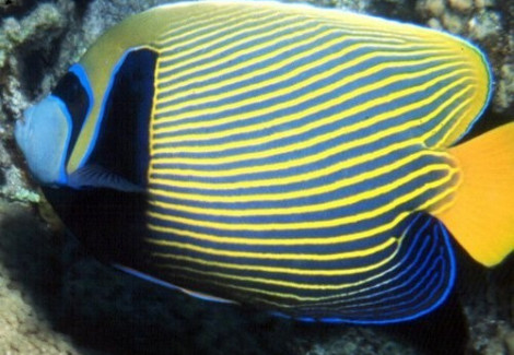 Pomacanthus Imperator (Adult) Xl