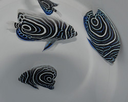 Pomacanthus Imperator (Juv) Ml