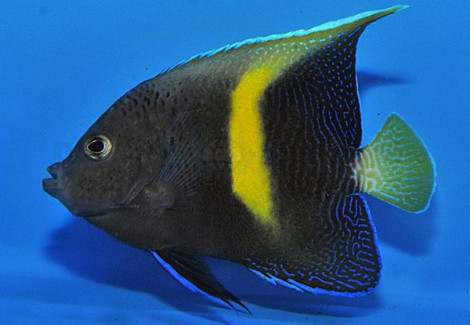 Pomacanthus Maculosus - Allevato Europa M