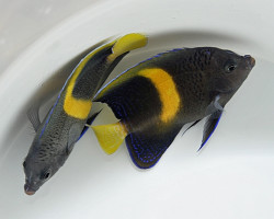 Pomacanthus Maculosus L