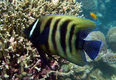 Pomacanthus Sexstriatus L