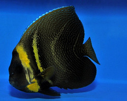 Pomacanthus Zonipectus M