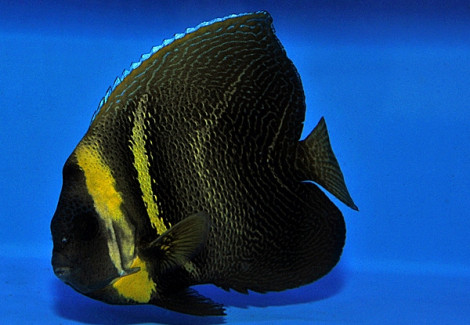 Pomacanthus Zonipectus M