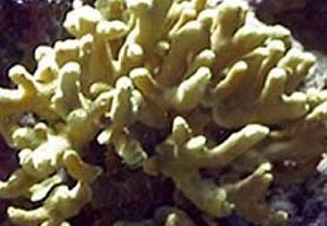 Porites Cylindrica (Yellow) S