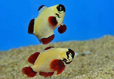 Premnas Biaculeatus Gold Nugget  M (Yellow)  (Coppia) - Allevato Europa