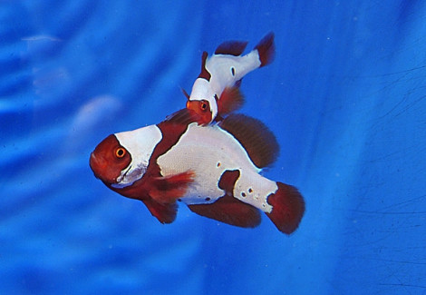Premnas Biaculeatus Lightning Maroon Clownfish (Coppia) - Allevato Europa M