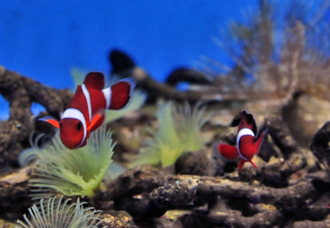 Premnas X Ocellaris (Hybrid) Blood Orange (Coppia) - Allevato Europa Ml
