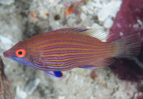 Pseudocheilinops Ataenia S