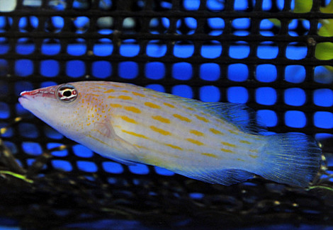 Pseudocheilinus Octotaenia M