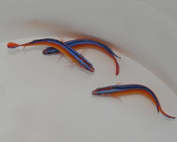 Pseudochromis Aldabraensis - Allevato Europa M