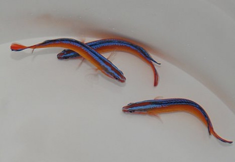 Pseudochromis Aldabraensis - Allevato Europa M