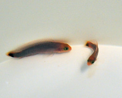Pseudochromis Elongatus - Allevato Europa