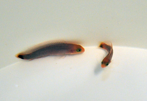 Pseudochromis Elongatus - Allevato Europa