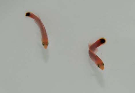 Pseudochromis Elongatus M