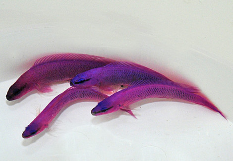 Pseudochromis Fridmani Allevato Europa M