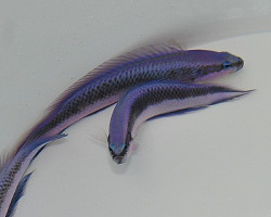 Pseudochromis Fridmani X Sankeyi - Allevato Europa S