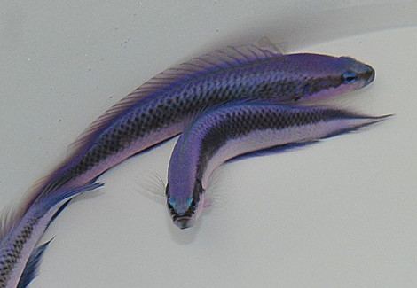 Pseudochromis Fridmani X Sankeyi - Allevato Europa S