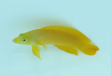 Pseudochromis Fuscus M