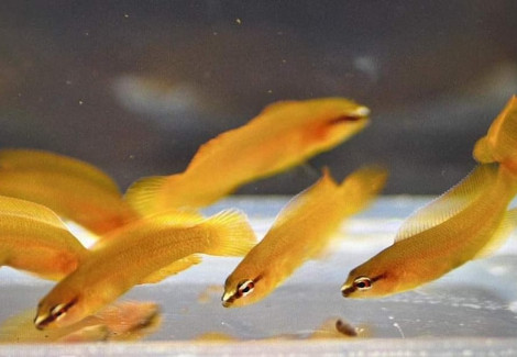 Pseudochromis Leucorhynchus - Djm Allevato Europa M