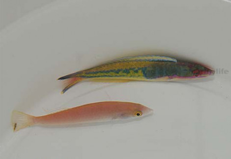 Pseudojuloides Severnsi (Coppia) L
